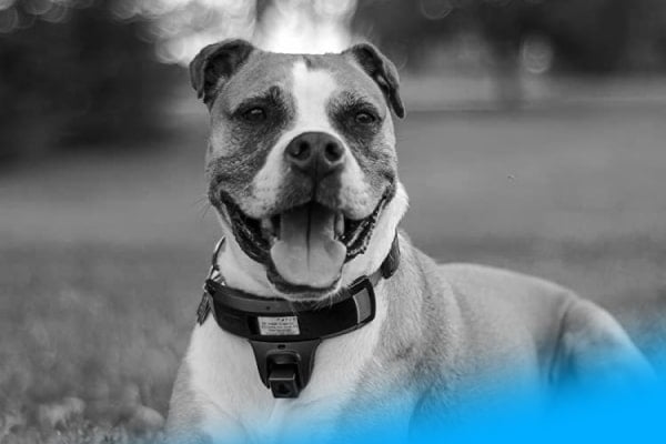 Embedded-Solutions-for-Pet-Tech-ecosystem