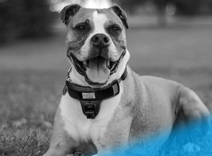 how-build-iot-pet-tracking-solution-guide-technology-startups-hero