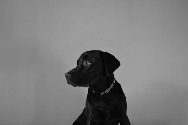 pet-activity-monitoring-1x-tiny