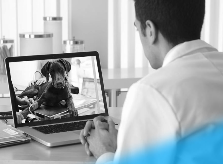 pet-care-in-the-age-of-telehealth-part-ii