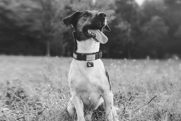 IoT-for-Pets-1x-tiny