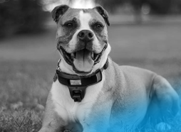 IoT-Wearables-Keep-Pets-Happy